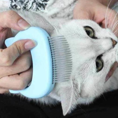 Massage & Trimplezier voor Kat