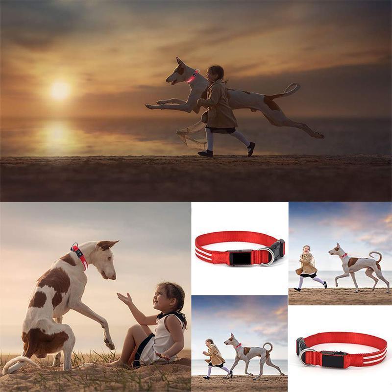 LED-halsband voor huisdieren