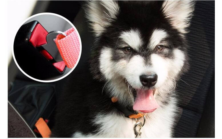 Hond Auto Veiligheidsgordel - Rood