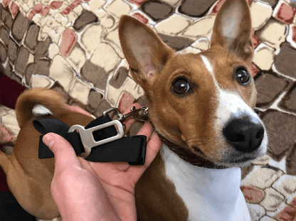 Hond Auto Veiligheidsgordel - Rood