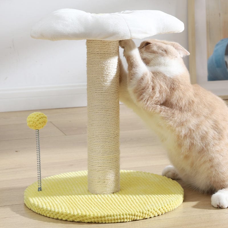 Ei Serie Kat Combo Katten