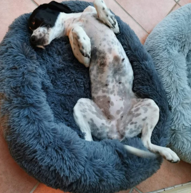Katten en Hondenbed Roze - Knus Comfortabel Zacht - Pluche
